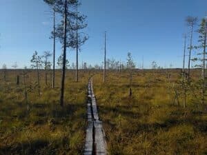 luontomaisema